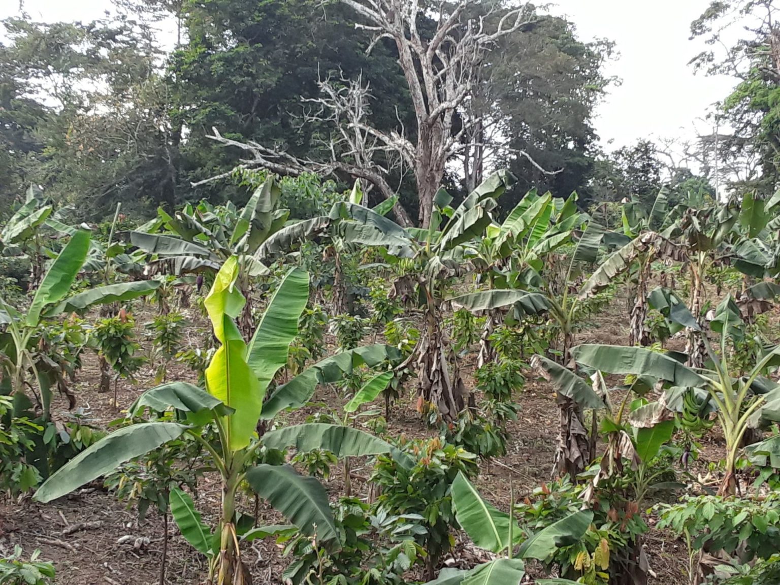 Banane plantain en Côte d’Ivoire quels besoins en formation des